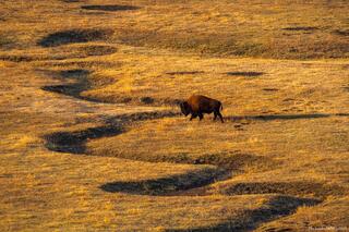 Bison Shadows
