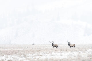 Winter Kings