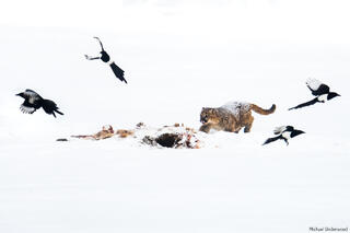 Learning to Hunt