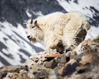Quandary Goat