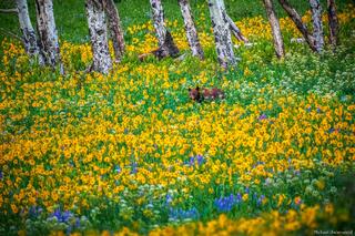 Summer Meadows