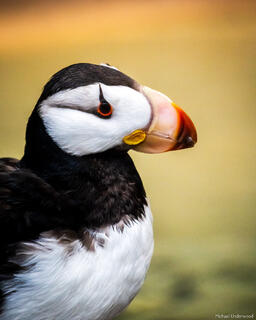 Golden Puffin