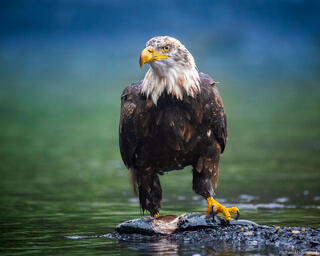 Blue Green Eagle