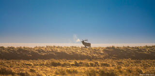 Call of the Elk