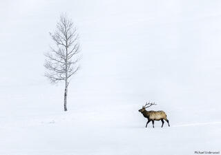 Solitary Elk