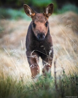 Moose Charge