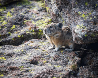 Continental Pika
