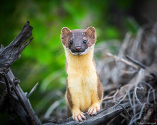 Weasel Surprise