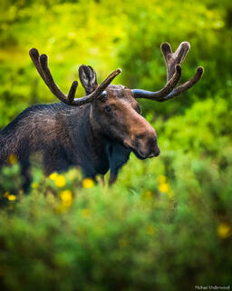 Majestic Moose