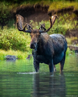 Morning Moose
