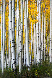 Aspen Stand