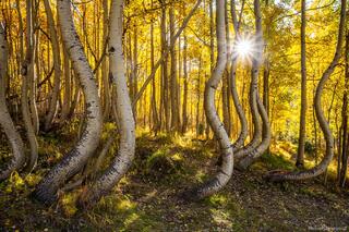 Autumn Dance