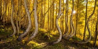 Autumn's Dance