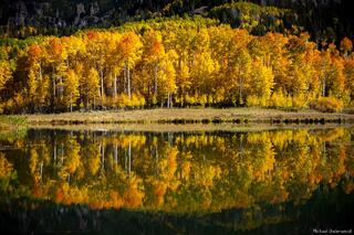 Still Aspens