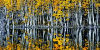 Mirrored Aspens