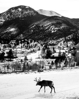 Valley Deer