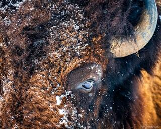 Eye of the Bison