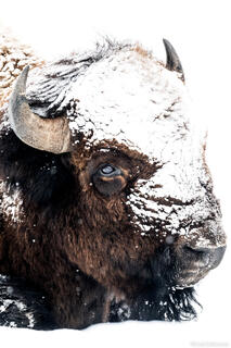Winter Mask