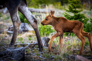 Days Old