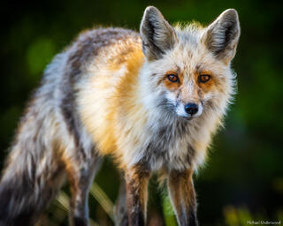 Curiousity
