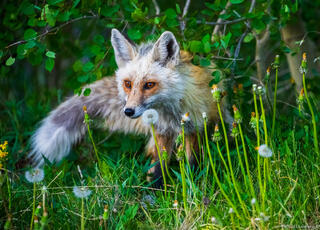 Alert Fox