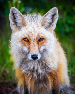 Fox