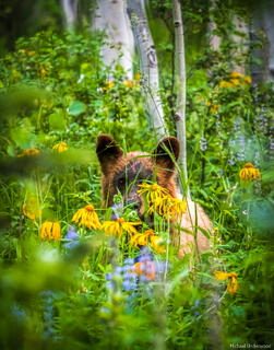 Summer Curiousity