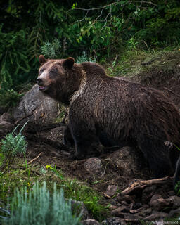 Grizzly Forest