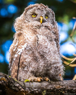 Baby Great Grey Owl