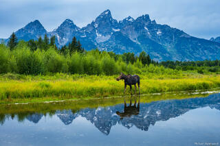 Teton Moose
