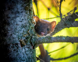 Curious Weasel #2