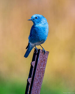 Bluebird Fence Perch