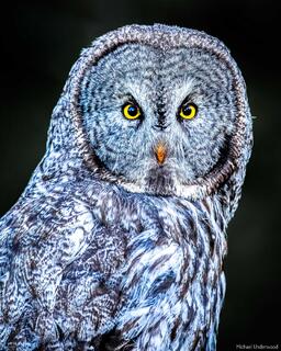 Great Grey Gaze