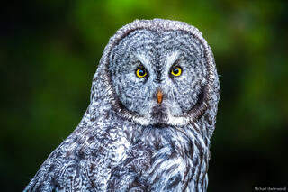 Great Grey Gaze