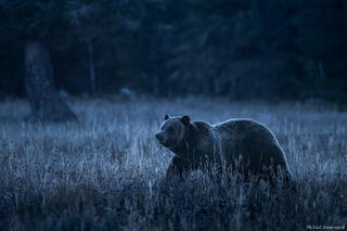 Twilight Grizzly
