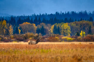 Autumn King