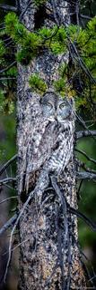 Grey Ghost Panorama