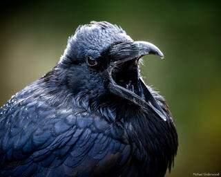 Caw