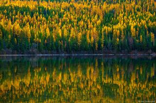 Larch Reflectios