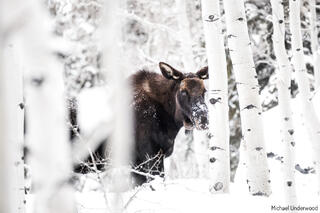 In the Aspens
