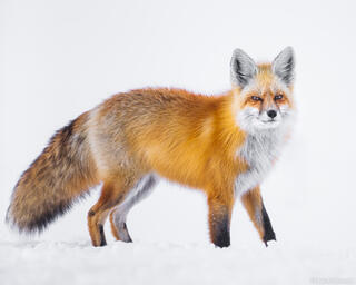 Frosty Curiosity