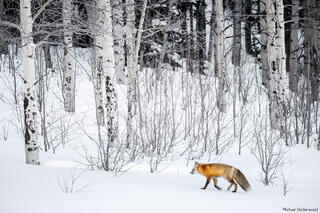 Winter Walk