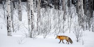 Winter Walk