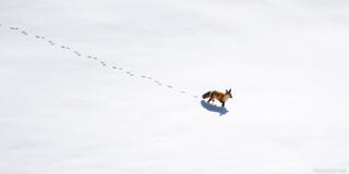 Fox Tracks