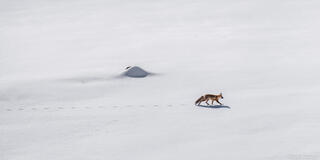 Solitude Fox