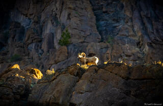 First Light on the Ram