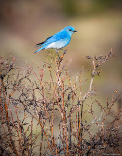 Spring Bluebird