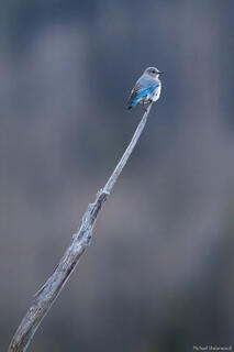 Female Mountain Bluebird