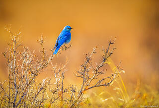 Blue and Gold Bluebird