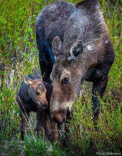 Mom's Gaze